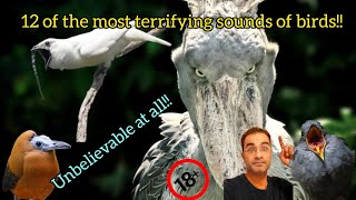 12 of the most terrifying sounds of birds soundsbirds birds hosaini [upl. by Laddie428]