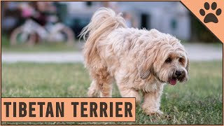 Tibetan Terrier Dog Breed  Everything You Need To Know [upl. by Lesser597]