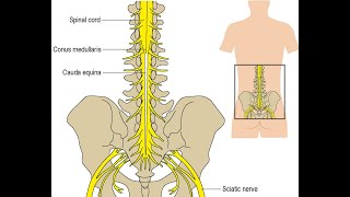 The cauda Equina L2  L5 and S1 S5 nerve roots that form Cauda equina [upl. by Giesecke]