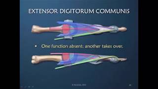 Obstinate PIP Joint Part 4 of 12 Role of EDC in PIP Joint Extension [upl. by Grati]