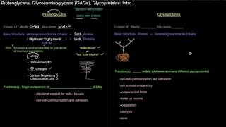 Proteoglycans Glycosaminoglycans Glycoproteins Intro free sample [upl. by Nnylg]