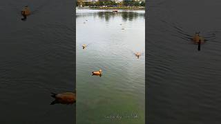 Уточки на Останкинском пруду😍🦆🦆🦆 москва останкино утки пруд [upl. by Orlene461]