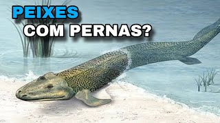 Peixes com PERNAS  Os Sarcopterygii [upl. by Carlton358]