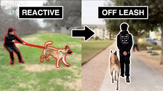 How I took this dog from REACTIVE to OFFLEASH My 4Step Process [upl. by Polinski]