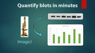 Western Blot quantification on ImageJ [upl. by Chon933]