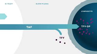 DESCOVY® tenofovir alafenamide Mechanism of Action for HIV PreExposure Prophylaxis PrEP [upl. by Hitt]