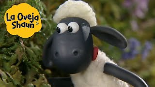 La Oveja Shaun 🐑 ¡Lengua de oveja 🐑 Dibujos animados para niños [upl. by Fidelis]