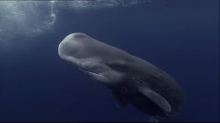 Sperm Whales Dealing  With The Unexpected  Wildlife Documentary [upl. by Younglove]