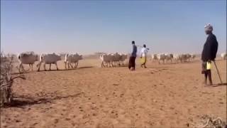 Amazing cattle call  Somali cattle call [upl. by Siuol]