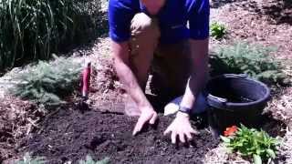 How to Plant Dicentra Bleeding Heart [upl. by Frances]