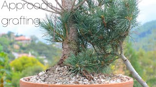 Approach grafting pines for bonsai  Arkefthos Bonsai [upl. by Nea]