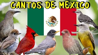 10 Cantos de quotAves de Méxicoquot  Los Pajaros de MEXICO mas Populares y Bonitos [upl. by Etem]