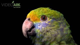 A blue cheeked amazon Amazona dufresniana at Loro Parque Fundacion [upl. by Fraya]