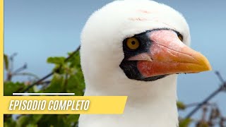 Impresionantes imágenes de la naturaleza salvaje de las Galápagos  Episodio Completo [upl. by Hairim308]