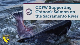 CDFW Supporting FallRun Chinook Salmon on the Sacramento River [upl. by Reiser]