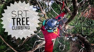 SRT Tree Climbing ivy cut of new training camphor tree [upl. by Nnaecyoj229]