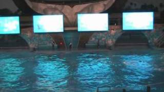 Believe  The Killer Whale Show at SeaWorld Orlando part1 [upl. by Hiroshi316]