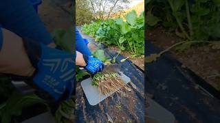 Easy and quick cutting of vegetable roots [upl. by Suoivart238]