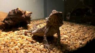 Bearded Dragon Saying Hello [upl. by Eugenides]