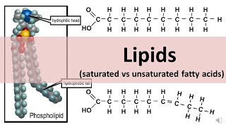 Lipids Saturated amp Unsaturated fats  updated [upl. by Slosberg]