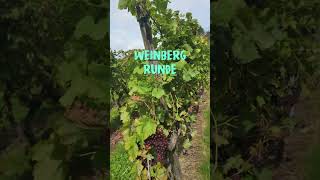 Osmo Pocket 3 Weinwanderung [upl. by Neelak]