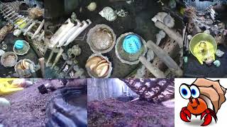 Time Lapse of Hermit Crab Live Stream October 27th  October 28th 2024 30x [upl. by Nodrog655]