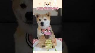 Dog Food Every Day 🐶 Ep16 cutedog mukbang asmr foodshorts relaxing [upl. by Linskey]