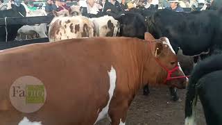 Feria ganadera en Ubaté Cundinamarca [upl. by Ardnad]