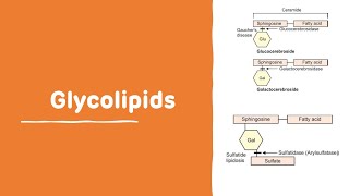 Glycolipids With Examples  Chemistry of Lipid  Glycolipids [upl. by Keane916]