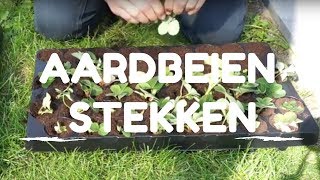 Toms Moestuin 2017 Aardbeien uitlopers stekken  vermeerderen [upl. by Yentihw485]