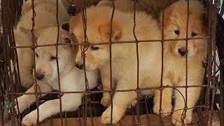 Yulin Dog Meat Festival CONTINUES  China Uncensored [upl. by Ramoj636]