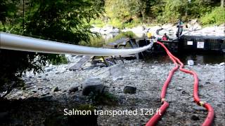 Whooshh  Washougal 120 ft Fish Transport System [upl. by Armin466]