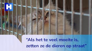 Dieren worden steeds vaker achtergelaten en mishandeld in Amsterdam [upl. by Pisarik]