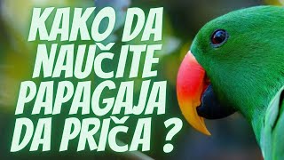 Kako Naučiti Papagaja da Priča [upl. by Ibrek]