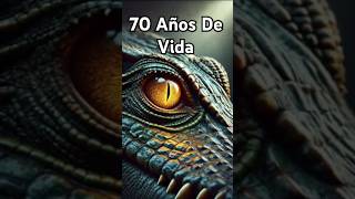 El Secreto de los Cocodrilos 🐊 ¿Cómo Viven Más de 70 Años 🌍 [upl. by Anirehtak335]