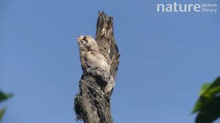 Common potoo sleeping as chick yawns next to it Ecuador March [upl. by Ahsemit]