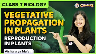 Vegetative Propagation in Plants  Reproduction in Plants  Class 7 CBSE [upl. by Teena]