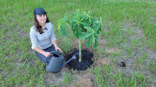 Lets grow papaya trees Sunshine Garden [upl. by Assenev878]