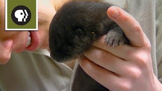 Adorable Otter Orphans Learn to Swim [upl. by Cicenia]