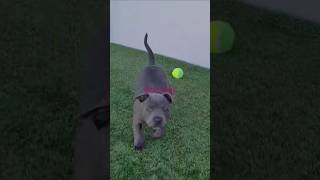 Puppy loves bubbles staffy puppy  beautiful MillieBlueEnglishStaff [upl. by Melcher345]