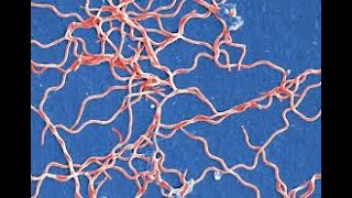 Bacteriologia  Borrelia y Leptospiras  010724 [upl. by Bez433]