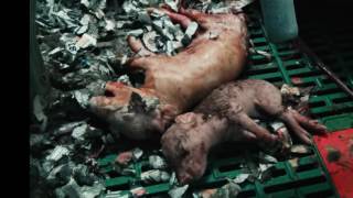 1 Min UK Pig Farms 2016 [upl. by Charie774]