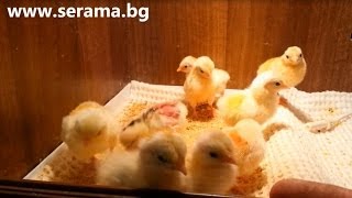 Ayam Serama Bulgaria  Malay chicks 1 day [upl. by Caruso]