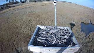 Forsythe Wildife Osprey Cam Looking North [upl. by Eibor]