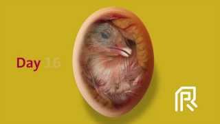 Embryonic development of the chicken [upl. by Tiduj]