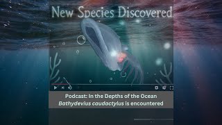 Podcast New Discovery in the Deep Depths of the Ocean [upl. by Harriman591]