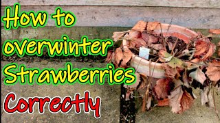 How to Overwinter your Strawberries  Protecting your Strawbs for the Winter UK [upl. by Keavy179]