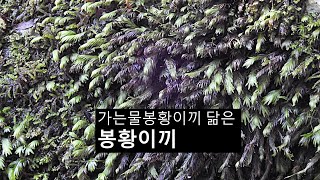 가는물봉황이끼 닮은 봉황이끼 Fissidens nobilis Griff [upl. by Bekha]