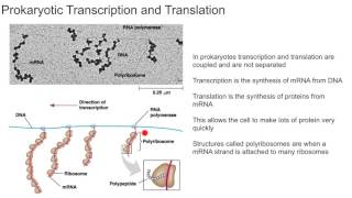 Prokaryotic Transcription and Translation [upl. by Aihsele]