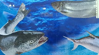 its all about FISHES  SEA Foods [upl. by Isyed]